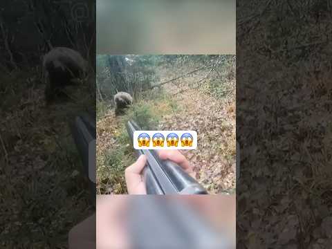 Bear attacks hunter