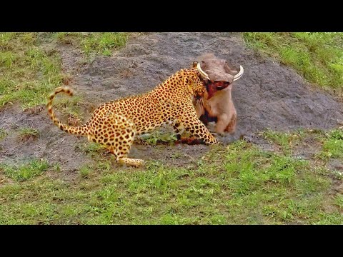 Suffocating Warthog Invites Leopard Into Home