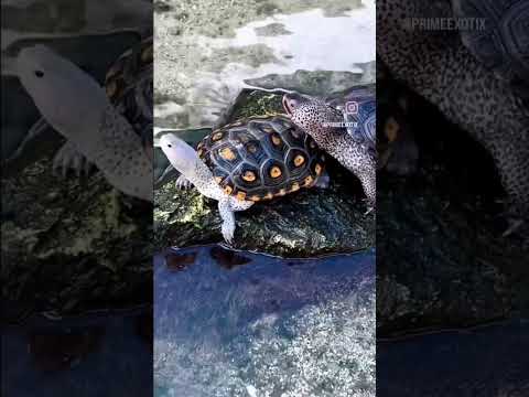 Diamond Back Terrapins! These turtles can live in fresh and salt water!