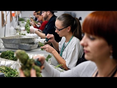 Cannabis Sectors Has Tremendous Upside, but Investors Should Be Careful: Pro