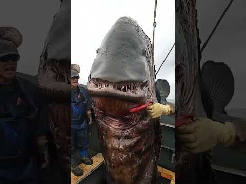 STOP Ignoring These Mysterious Sea Creatures!