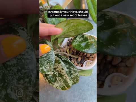 Grow lush, bushy hoyas with this tip!
