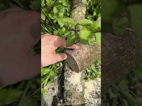 harvesting a piece of dogwood - in 4 years it will have dried - cheers, reto #woodworking #tree