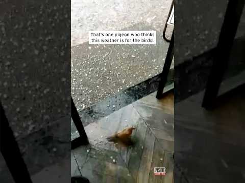 Smart Bird Doesn&#039;t Want to Get Caught in Hail Storm #shorts