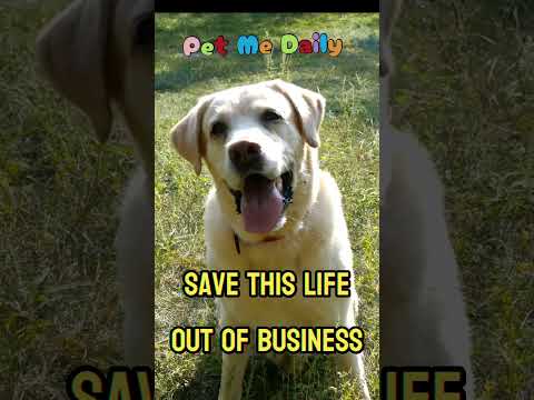 LOST PET ALERT! A Major Microchip Company Shut Down – Is Your Pet at Risk?