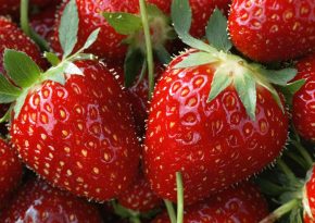 The Florida Strawberry Festival: A Charming Legacy of Red, Ripe, And Rocking Good Times The Florida Strawberry Festival: A Charming Legacy of Red, Ripe, And Rocking Good Times